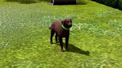  Hunde-Set - Labrador im EEP-Shop kaufen