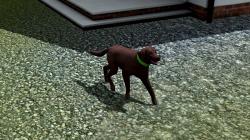  Hunde-Set - Labrador im EEP-Shop kaufen