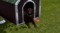  Hunde-Set - Labrador im EEP-Shop kaufen