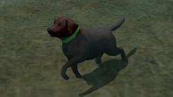 Hunde-Set - Labrador im EEP-Shop kaufen Bild 6