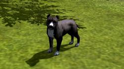  Hunde-Set - Pitbull im EEP-Shop kaufen