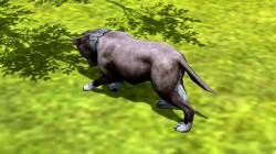  Hunde-Set - Pitbull im EEP-Shop kaufen
