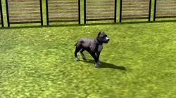  Hunde-Set - Pitbull im EEP-Shop kaufen