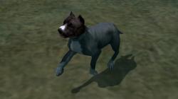 Hunde-Set - Pitbull im EEP-Shop kaufen Bild 6