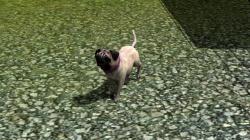  Hunde-Set - Mops im EEP-Shop kaufen