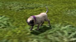  Hunde-Set - Mops im EEP-Shop kaufen