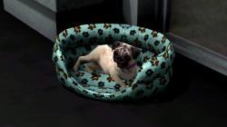  Hunde-Set - Mops im EEP-Shop kaufen