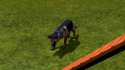  Hunde-Set - Deutscher Sch�ferhund im EEP-Shop kaufen