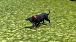  Hunde-Set - English Toy Terrier im EEP-Shop kaufen