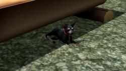  Hunde-Set - English Toy Terrier im EEP-Shop kaufen
