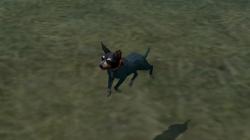  Hunde-Set - English Toy Terrier im EEP-Shop kaufen