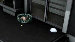  Hunde-Set - Zubeh�r im EEP-Shop kaufen