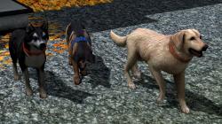  Hunde-Set - Sparset im EEP-Shop kaufen
