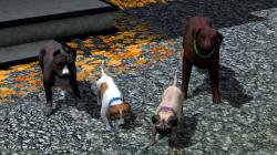  Hunde-Set - Sparset im EEP-Shop kaufen