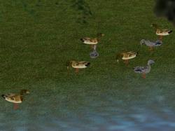  Animierte Enten im EEP-Shop kaufen