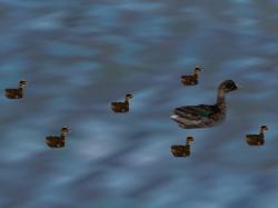  Animierte Enten im EEP-Shop kaufen