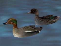 Animierte Enten im EEP-Shop kaufen Bild 6