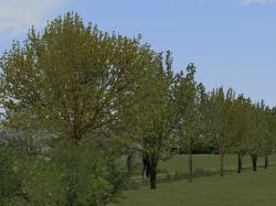 Fr�hlingsvegetation im EEP-Shop kaufen Bild 6