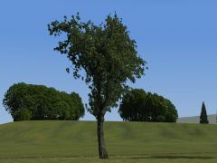 Sommerb�ume und -b�sche im EEP-Shop kaufen Bild 6
