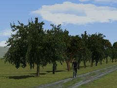 Obstb�ume im EEP-Shop kaufen Bild 6