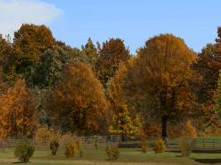 Herbstvegetation bunt im EEP-Shop kaufen Bild 6