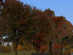 Herbstvegetation Set 2 im EEP-Shop kaufen Bild 6