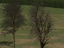  Laubb�ume - blattlos im EEP-Shop kaufen