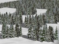 Winterliche Nadelb�ume im EEP-Shop kaufen Bild 6