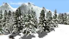 Winterliche Nadelb�ume im EEP-Shop kaufen Bild 6