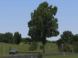  Birnb�ume, Weiden, Linden und B�sch im EEP-Shop kaufen