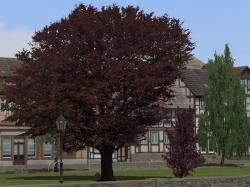  Laubb�ume, Blutbuchen, Blautannen im EEP-Shop kaufen