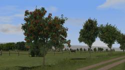 Ebereschen (Vogelbeerb�ume) jung im EEP-Shop kaufen