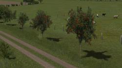 Ebereschen (Vogelbeerb�ume) jung im EEP-Shop kaufen