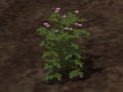 Garten- und Wasserpflanzenset im EEP-Shop kaufen Bild 6