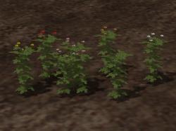 Garten- und Wasserpflanzenset im EEP-Shop kaufen Bild 6