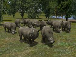  Nashorn Set im EEP-Shop kaufen