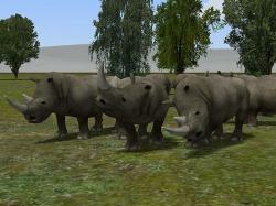  Nashorn Set im EEP-Shop kaufen