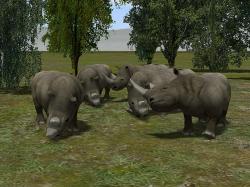  Nashorn Set im EEP-Shop kaufen
