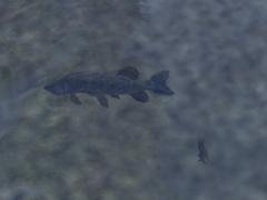 Kinematisch animierte Fische und Er im EEP-Shop kaufen Bild 6