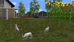 animierter Hase im EEP-Shop kaufen