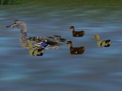 Animierte Enten im EEP-Shop kaufen