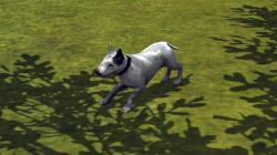 Hunde-Set - Bull Terrier im EEP-Shop kaufen