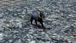 Hunde-Set - Dobermann im EEP-Shop kaufen