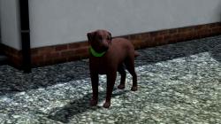 Hunde-Set - Labrador im EEP-Shop kaufen