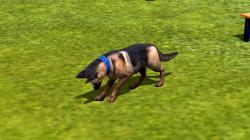 Hunde-Set - Deutscher Sch�ferhund im EEP-Shop kaufen