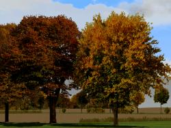 Herbstvegetation bunt im EEP-Shop kaufen