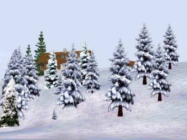 Winterbaeume (UK2405 )