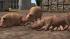 Hausschweine und Ferkel im EEP-Shop kaufen