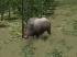 Kinematisch animierte Wildschweine  im EEP-Shop kaufen