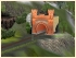 Loreleytunnel im EEP-Shop kaufen
